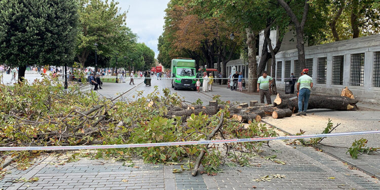 Sultanahmet'te devrilen ağaç paniğe neden oldu
