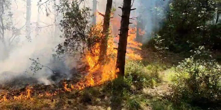 Sultangazi Kent Ormanı'nda yangın