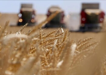 TÜİK: Tarımsal girdi fiyat endeksi temmuzda arttı