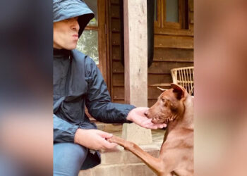Tayland'daki sokak köpeğinin başına talih kuşu kondu