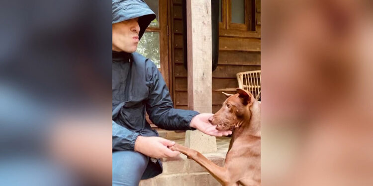 Tayland'daki sokak köpeğinin başına talih kuşu kondu