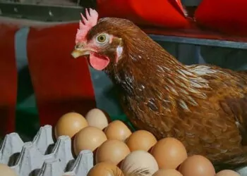 Temmuzda yumurta ve tavuk eti üretimi arttı