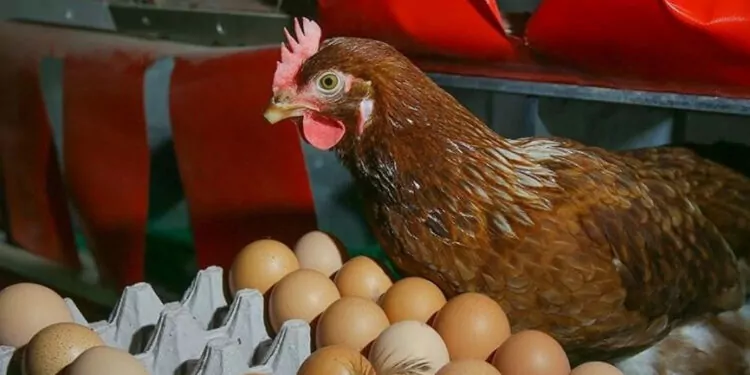 Temmuzda yumurta ve tavuk eti üretimi arttı