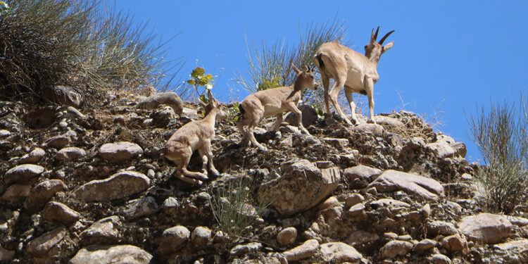 Terörden temizlenen Hakkari dağlarında yaban hayatı canlandı