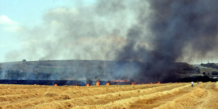 Trakya'da yangınlarda 7 bin 248 dekar tarım alanı zarar gördü