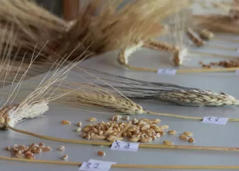 Türkiye'de buğday genetik çeşitliliğinin yüzde 92'sini kaybettik