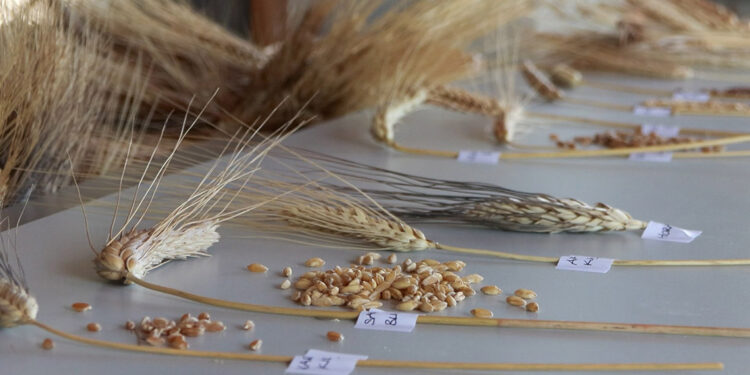 Türkiye'de buğday genetik çeşitliliğinin yüzde 92'sini kaybettik