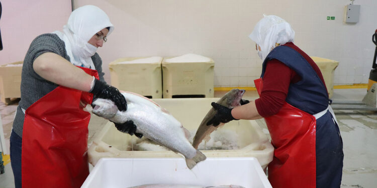 Türkiye'den 103 ülkeye somon ihracatı