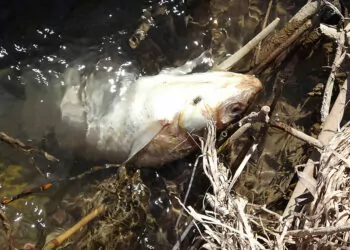 Türkiye'nin en uzun nehri kızılırmak'ta balık ölümleri
