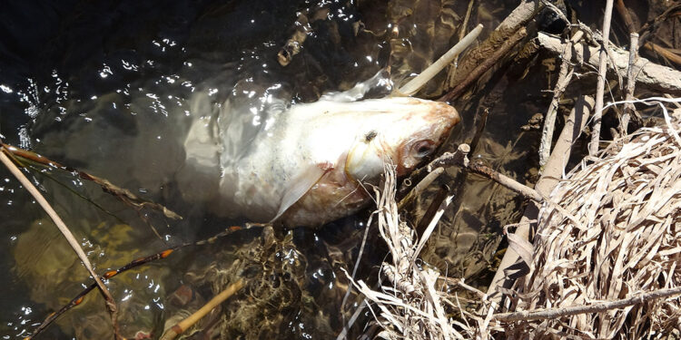 Türkiye'nin en uzun nehri Kızılırmak'ta balık ölümleri
