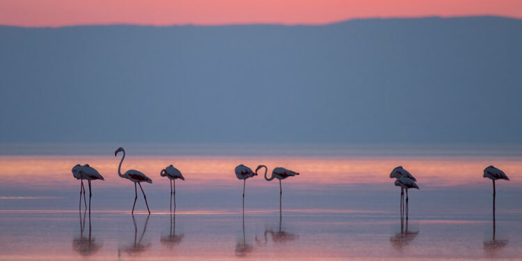 Tuz Gölü'nün misafirlerinin göçü başladı
