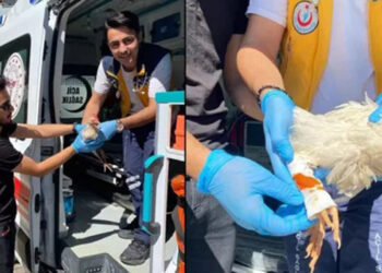 Yaralanan tavuğa sağlık ekiplerinin müdahalesi kamerada