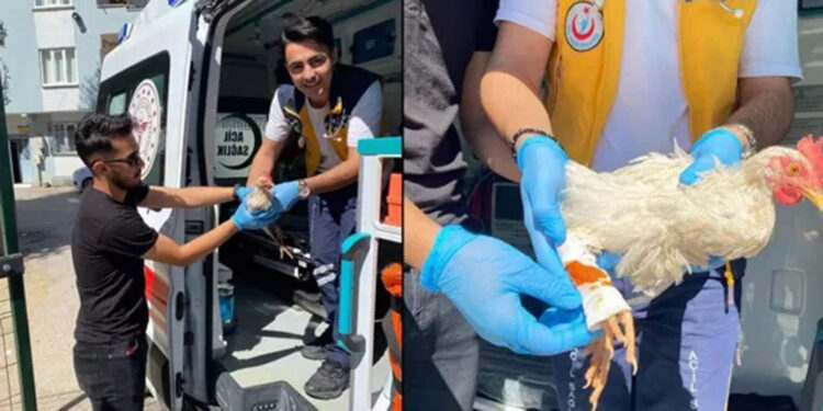 Yaralanan tavuğa sağlık ekiplerinin müdahalesi kamerada