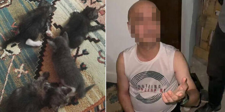 Yavru kedilere şiddet uygulayan şüpheliye para cezası