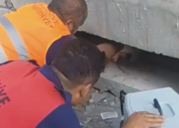 Yıkım çalışmaları sırasında fark edilen kedi, kurtarıldı