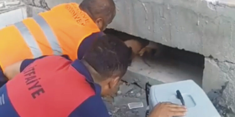Yıkım çalışmaları sırasında fark edilen kedi, kurtarıldı