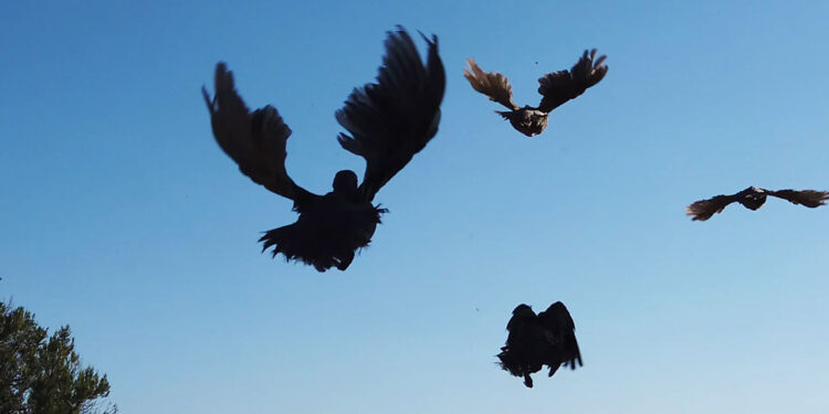 Yok olma tehlikesindeki türler için üretim desteği