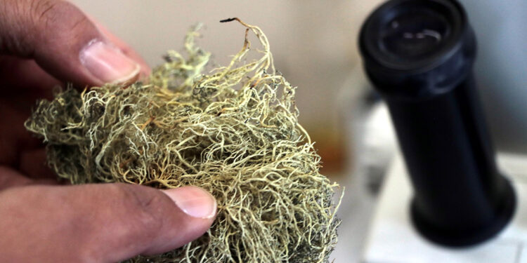 Yunus Emre'nin ismi liken türünde yaşatılacak