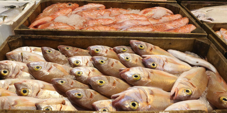 Antalya Balık Hali'nde hareketlilik