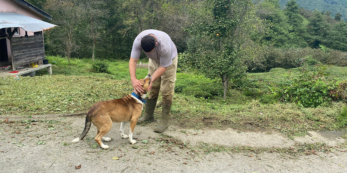 Artvin'de sahibini ısıran köpek kuduz çıktı; 3 köye karantina