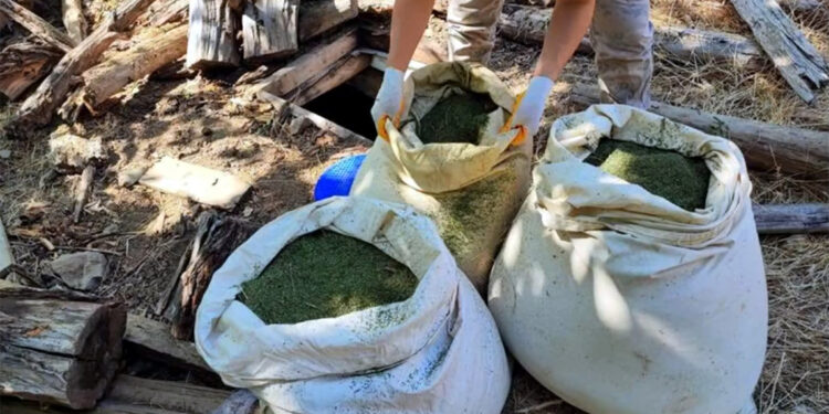 72 zehir taciri yakalandı