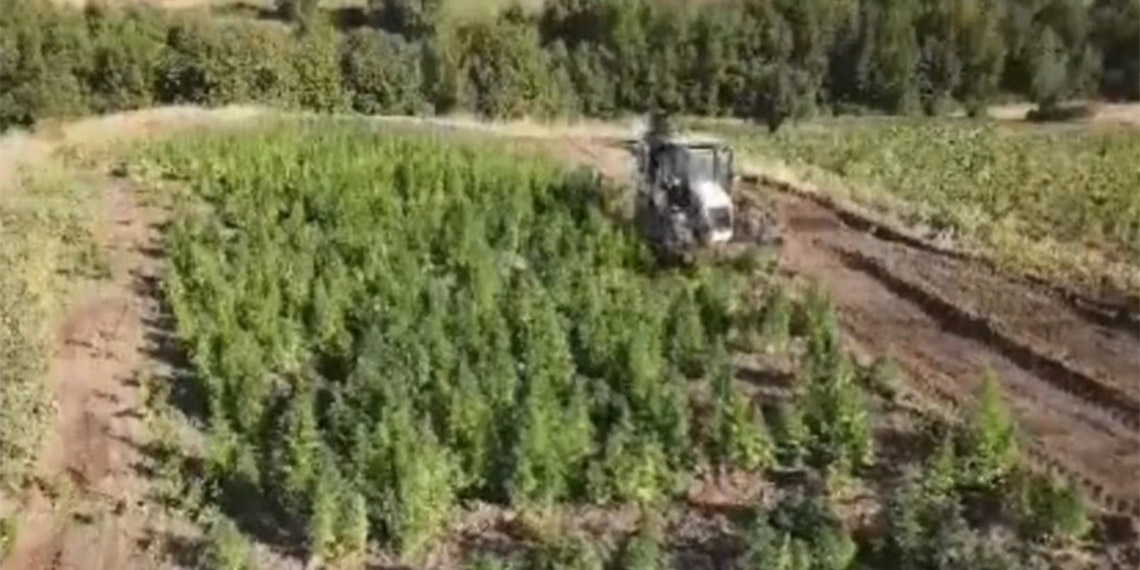 Narkoterör operasyonunda 2 ton esrar ele geçirildi