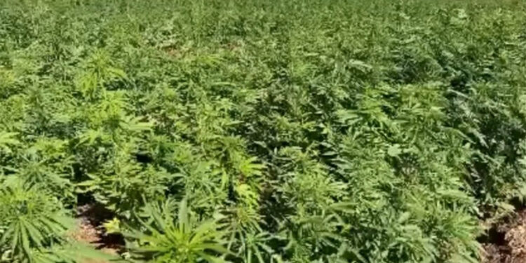 Narkoterör operasyonunda 2 ton esrar ele geçirildi