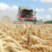 TİGEM hububat üretim rekoru kırdı