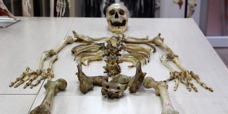 İnsan kadavrası için gönüllüler aranıyor