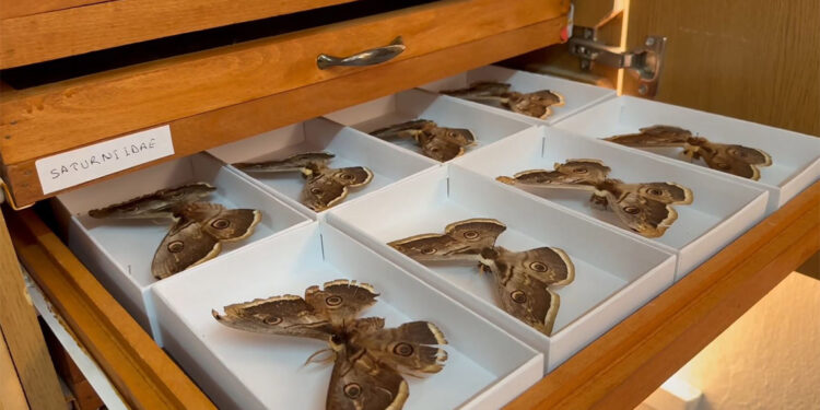Böcek Müzesi'nde 3 bin türe ait 70 bin örnek bulunuyor