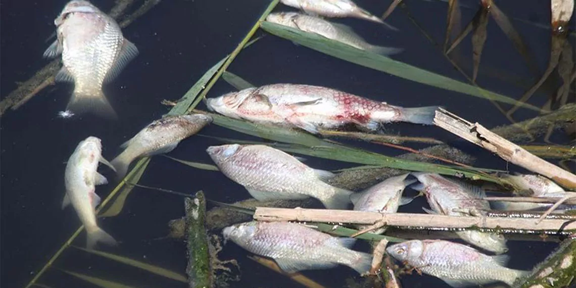 Ege bölgesinin en önemli tarımsal su kaynağı olan büyük menderes havzası tahliye kanalında toplu balık ölümleri gerçekleşti.