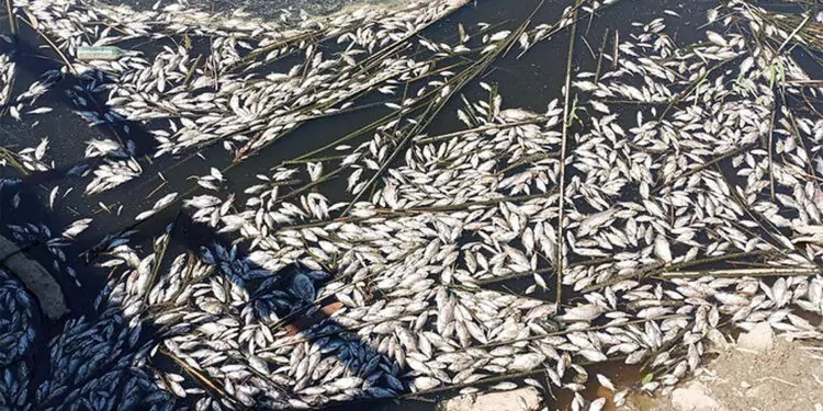 Büyük menderes havzası tahliye kanalında toplu balık ölümleri