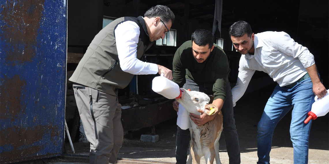 Kars'ta çiftçilere ağız sütü dağıtıldı