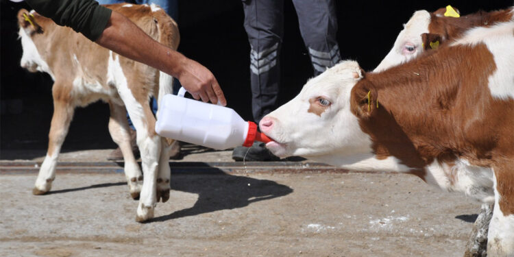 Kars'ta çiftçilere ağız sütü dağıtıldı