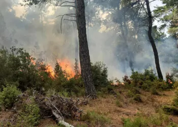 Gelibolu'ya yıldırım düştü, ormanda yangın çıktı