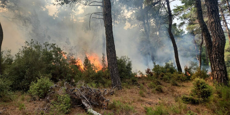 Gelibolu'ya yıldırım düştü, ormanda yangın çıktı