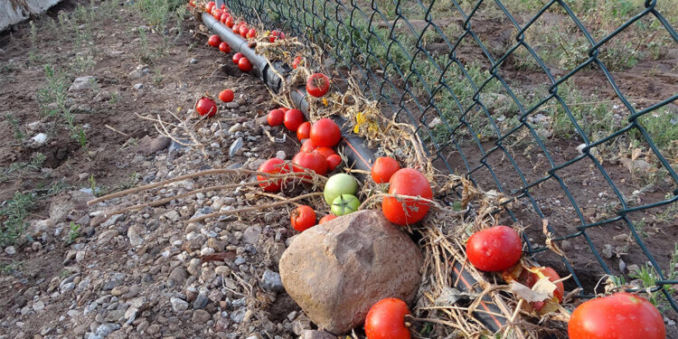 Çanakkale'de bin 150 dekar tarım arazisi zarar gördü
