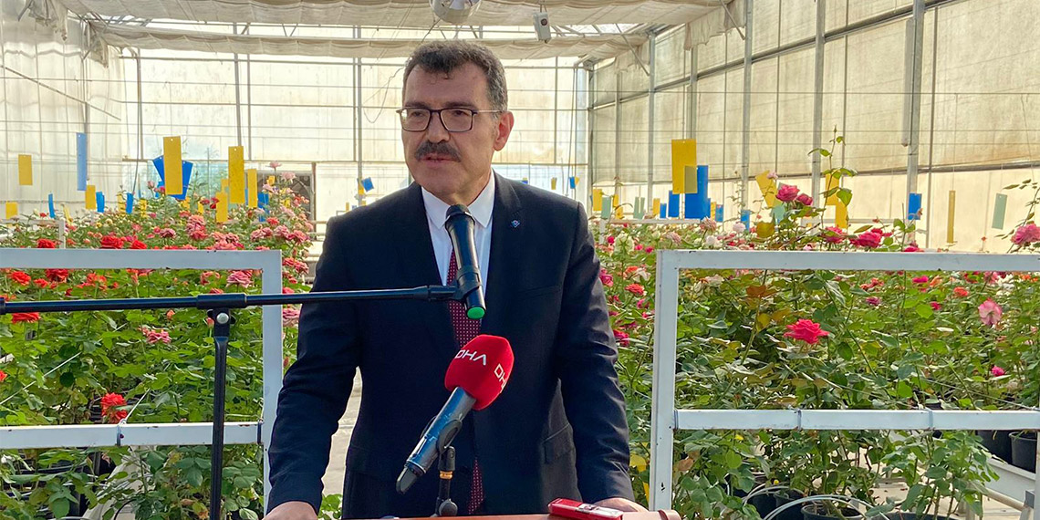 Türkiye'nin çiçek türlerinde dışa bağımlılığını azaltmak için geliştirilen projede; melezleme (tozlama) yöntemi ile 500 bin kasımpatı tohumu ve bunların çimlendirilmesiyle 5 bin 150 melez kasımpatı bitkisi üretildi.