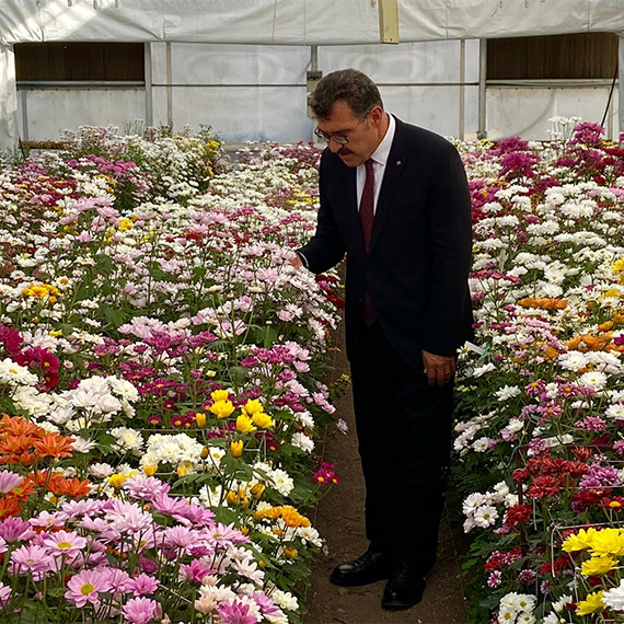 Tozlama yöntemi ile 5 bin 150 melez kasımpatı bitkisi üretildi