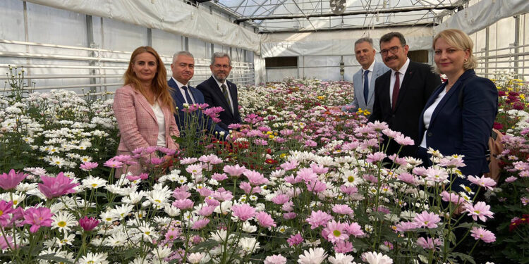 Tozlama yöntemi ile 5 bin 150 melez kasımpatı bitkisi üretildi