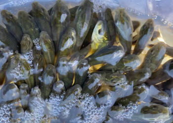 150 bin yavru sazan Çıldır Gölü'ne bırakıldı