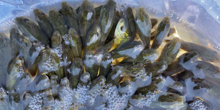 150 bin yavru sazan Çıldır Gölü'ne bırakıldı