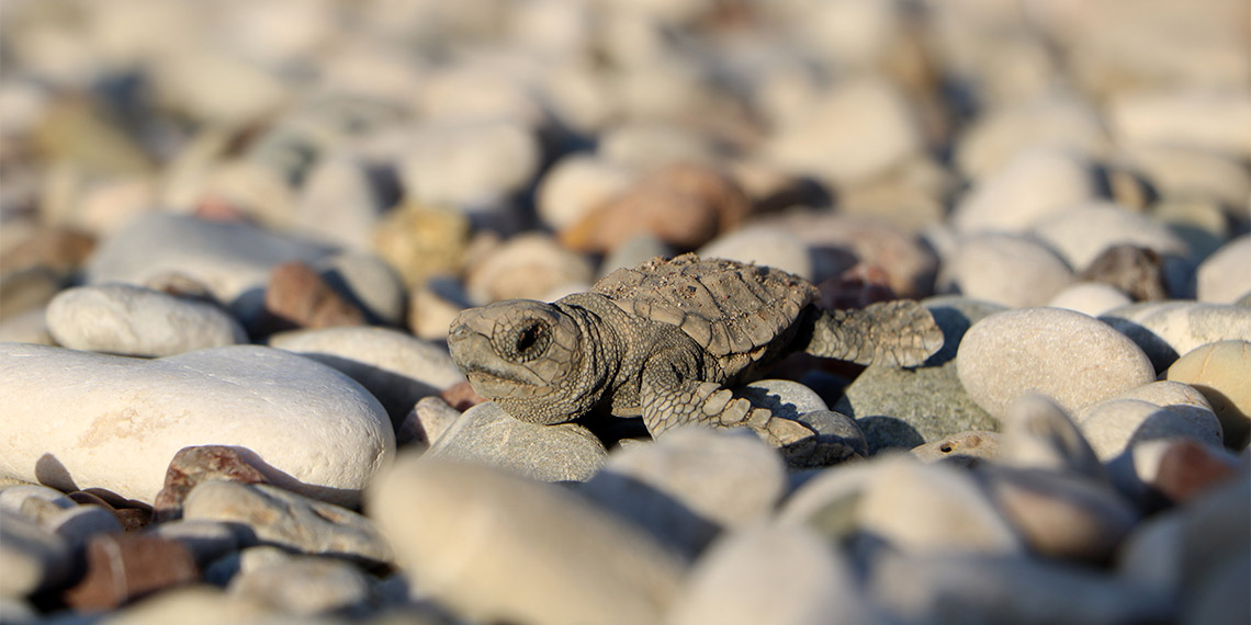 Antalya'nın Kemer ilçesindeki Çıralı sahilinde 120'nci caretta caretta yuvası açıldı. Sezonun 5 bin 332'nci ve son canlı yavrusu da Akdeniz'deki zorlu yolculuğuna çıktı. Çıralı'da bu yıl denizle buluşan canlı yavru sayısında geçen yıla oranla yüzde 38 artış yaşandı.