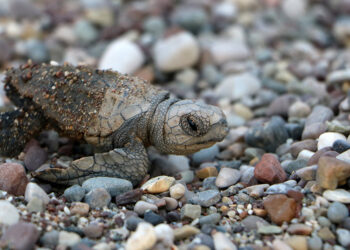 Çıralı sahilinde 120'nci caretta caretta yuvası açıldı