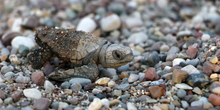 Çıralı sahilinde 120'nci caretta caretta yuvası açıldı