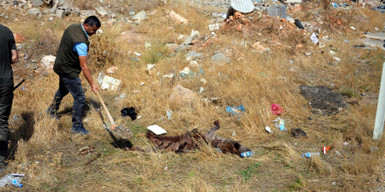 Çizgili sırtlana çarpan sürücüye 70 bin lira ceza kesilecek