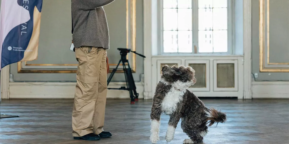 Danimarka'daki klasik müzik festivalinde orkestraya 3 köpek katıldı