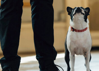 Danimarka'daki klasik müzik festivalinde orkestraya 3 köpek katıldı