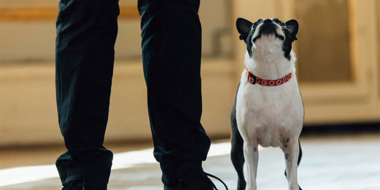 Danimarka'daki klasik müzik festivalinde orkestraya 3 köpek katıldı