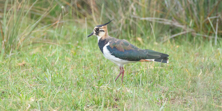 Kızılırmak Deltası Kuş Cenneti’nde 36 tür koruma altında